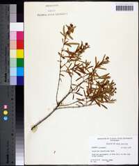 Hypericum densiflorum image