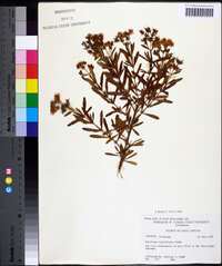 Hypericum densiflorum image