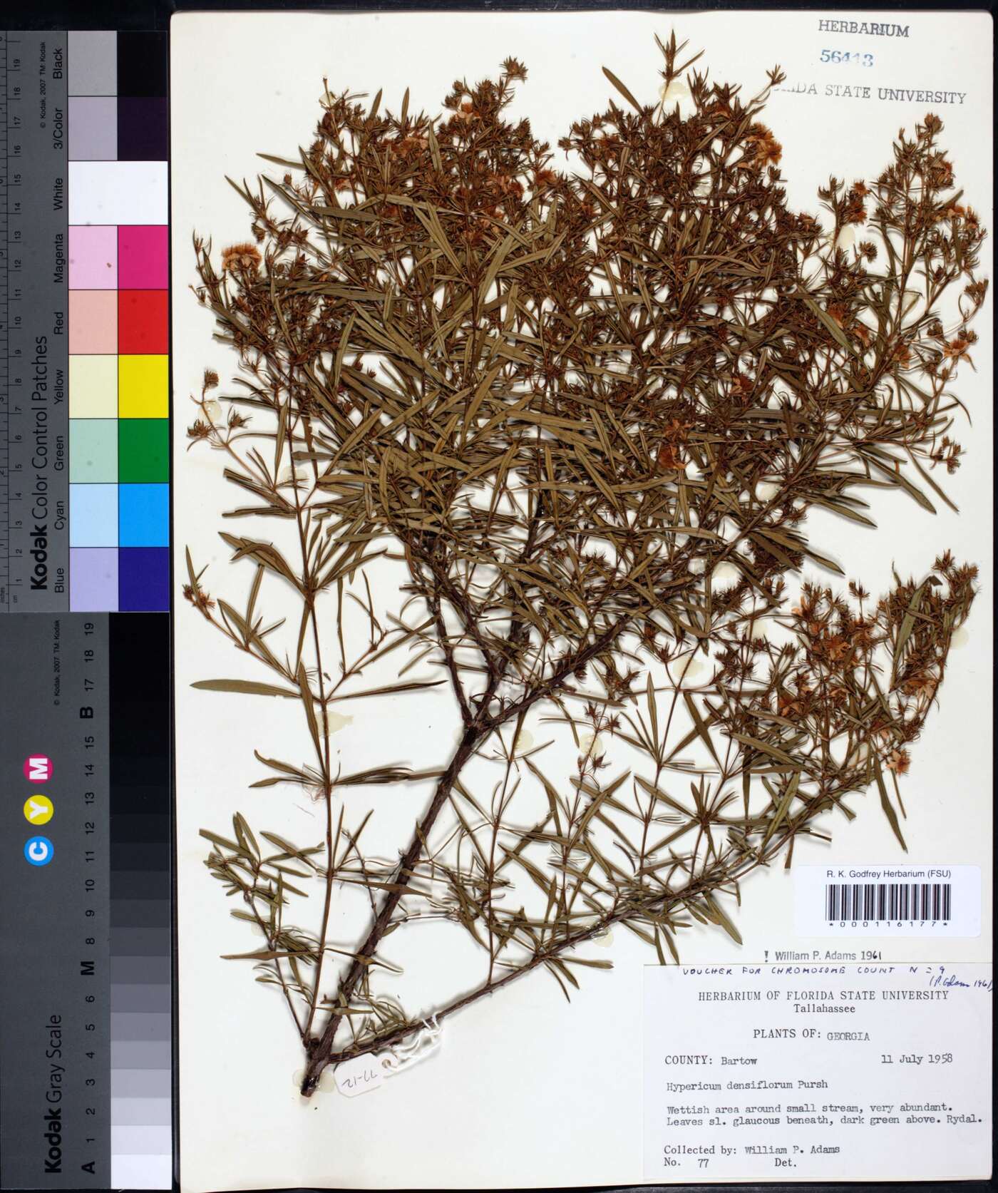 Hypericum densiflorum image