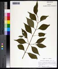 Forestiera acuminata image