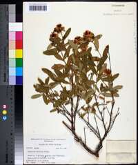 Hypericum frondosum image