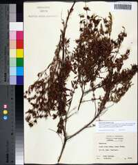 Hypericum galioides image