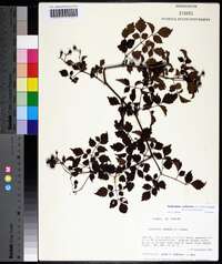 Nekemias arborea image