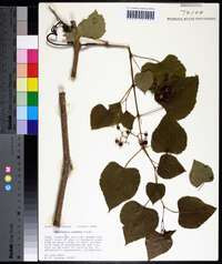 Ampelopsis cordata image