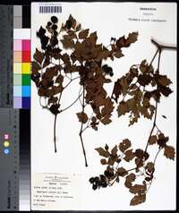 Nekemias arborea image