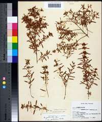 Hypericum galioides image