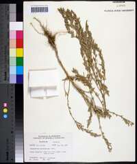 Chenopodium leptophyllum image