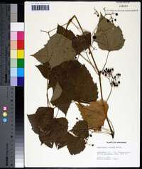 Ampelopsis cordata image