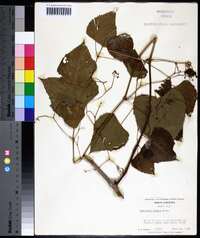 Ampelopsis cordata image