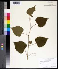 Ampelopsis cordata image