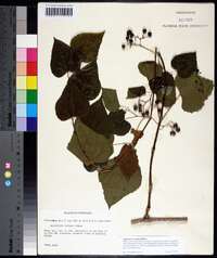 Ampelopsis cordata image