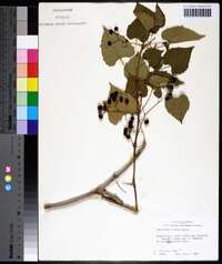 Ampelopsis cordata image