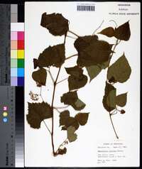 Ampelopsis cordata image