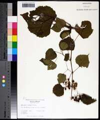 Ampelopsis cordata image