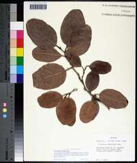 Coccoloba diversifolia image