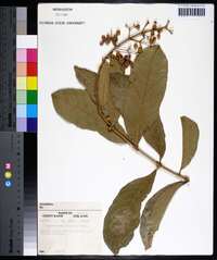 Lagerstroemia speciosa image