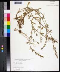 Silene gallica image