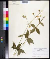 Silene stellata image