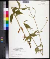 Silene stellata image