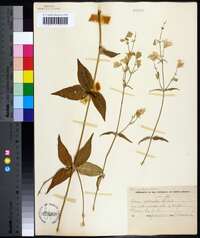 Silene stellata image