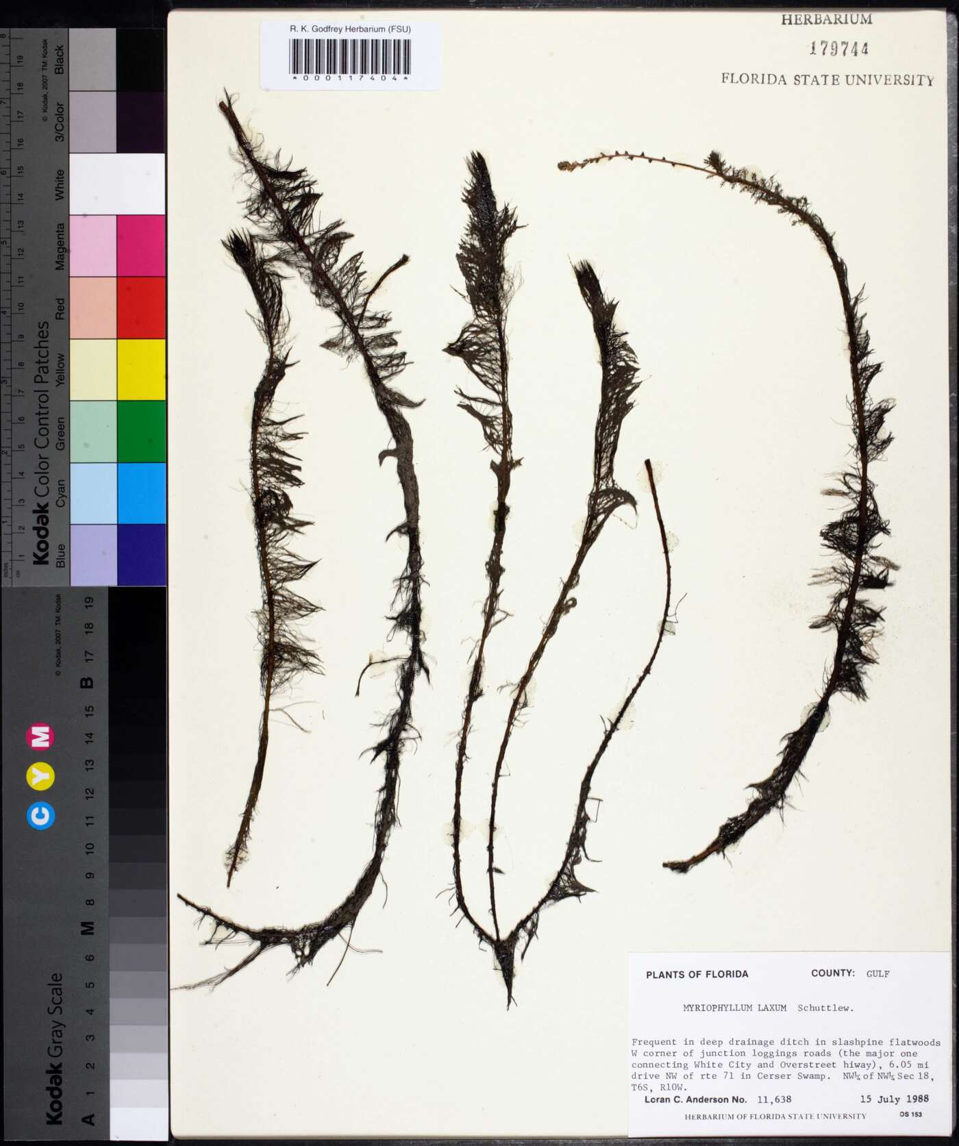 Myriophyllum laxum image