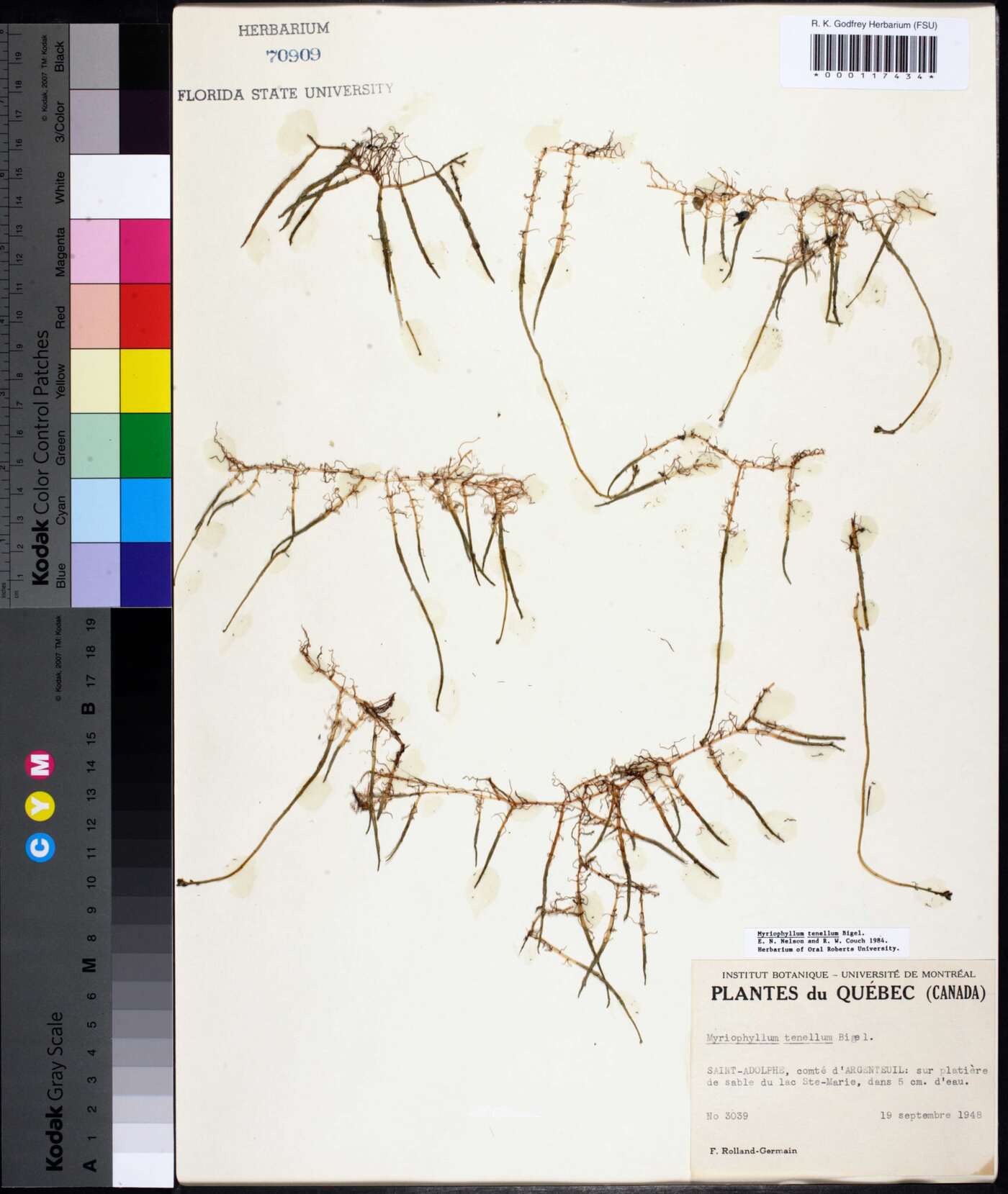 Myriophyllum tenellum image