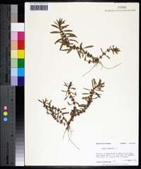 Rotala ramosior image