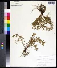 Rotala ramosior image