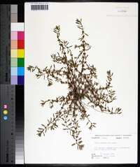 Rotala ramosior image