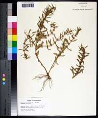 Rotala ramosior image