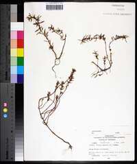 Rotala ramosior image