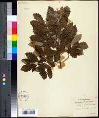 Quercus prinoides image