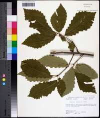 Quercus prinoides image