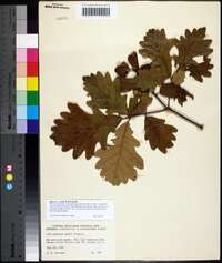 Quercus × saulii image