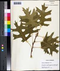 Quercus shumardii image