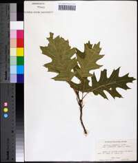 Quercus shumardii image