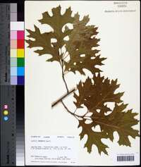 Quercus shumardii image