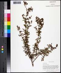 Hypericum galioides image