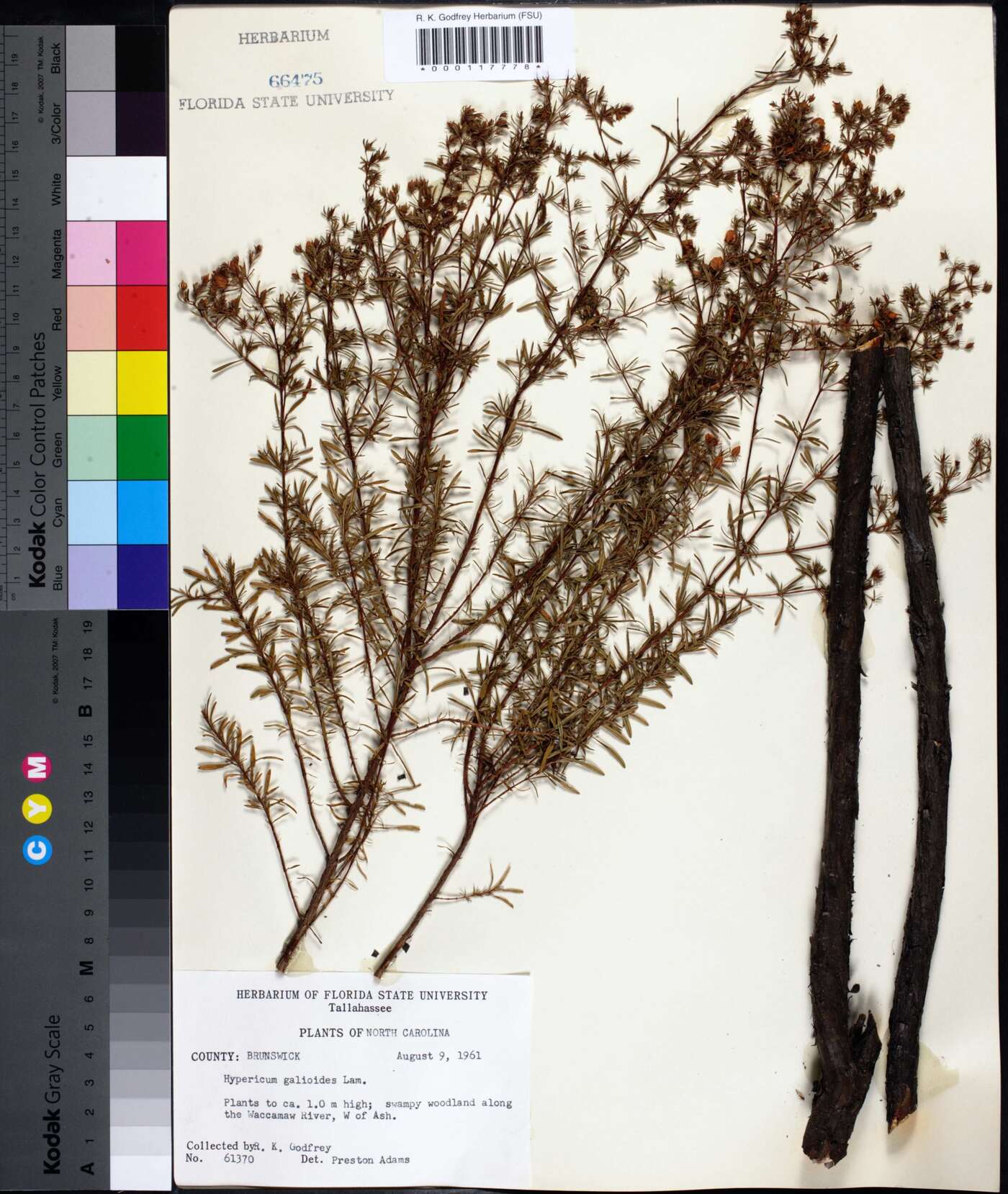 Hypericum galioides image