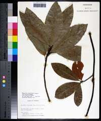 Magnolia virginiana image