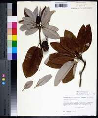 Magnolia virginiana image