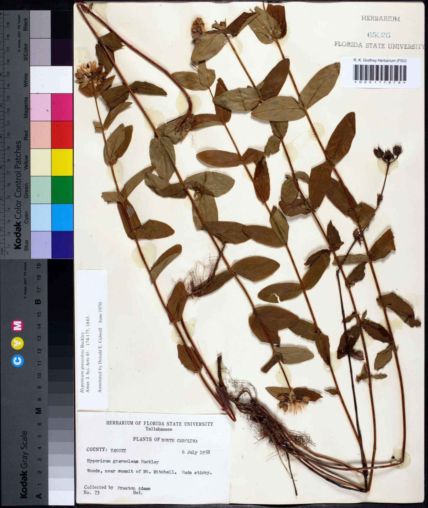 Hypericum graveolens image