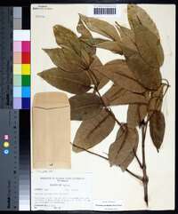 Fraxinus profunda image