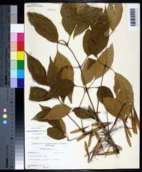 Fraxinus profunda image