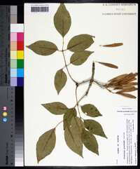 Fraxinus profunda image