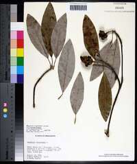 Magnolia virginiana image