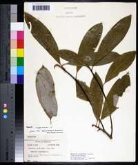 Magnolia virginiana image