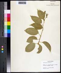 Celastrus scandens image