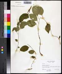 Celastrus scandens image