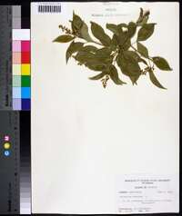 Celastrus scandens image